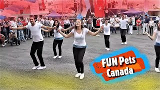 Kolbastibeautiful Turkish Boys Girls Street Dancekolbastı Dansharika Dans Fun Pets Canada