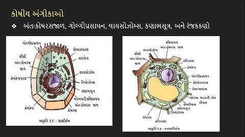 ધોરણ 9 વિજ્ઞાન | પ્રકરણ 5 સજીવનો પાયાનો એકમ | std 9 ch 5 video 8 કોષીય અંગીકાઓ