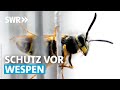 Gefährliche Wespenstiche - Allergische Reaktionen nehmen zu | SWR Zur Sache! Rheinland-Pfalz