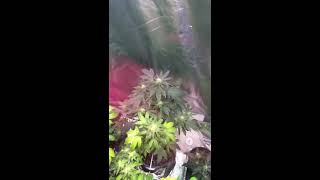 Week 5 flower and pollinated mother update