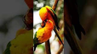 Flying Fox Two - Flames Of Mele
