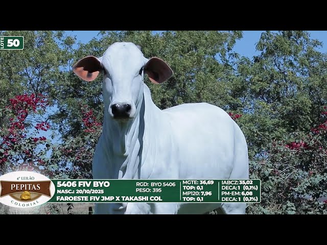 LOTE 50   5406 FIV BYO