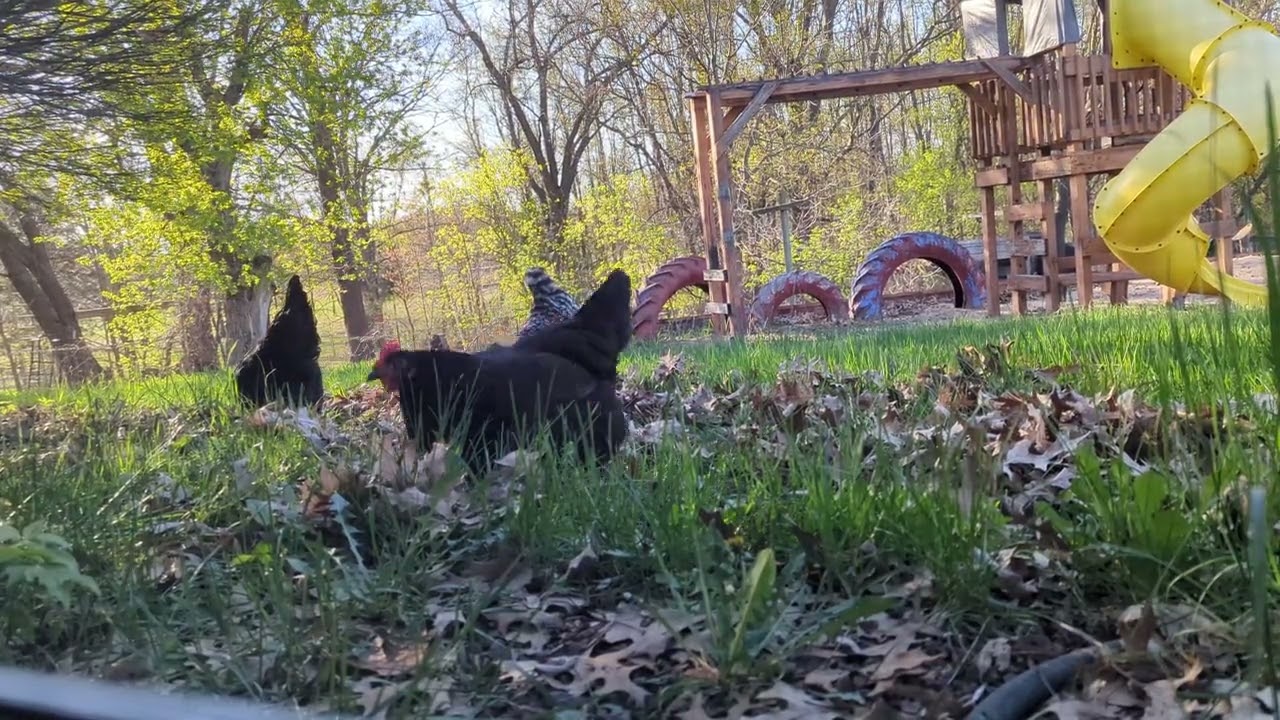 Chickens asmr