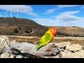 VUELO LIBRE AGAPORNIS 🐥 Paseo en LIBERTAD con Atila