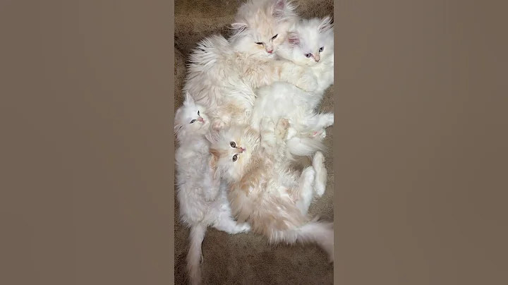 Video 4692481: white persian cat family, persiancat cat