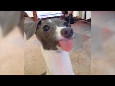 funny-dog-sticks-out-tongue