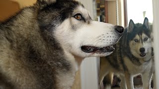 Husky Has Existential Crisis Spotting Himself In Giant Mirror!