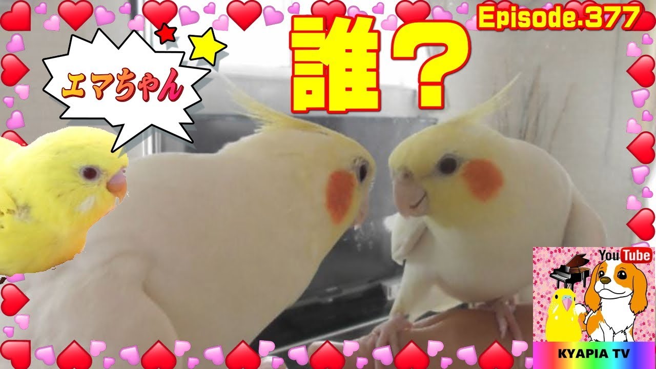 オカメインコが怒る時 エマの可愛いスーパー自己中 犬とインコとハムスター多頭飼いvlog動画987 Youtube
