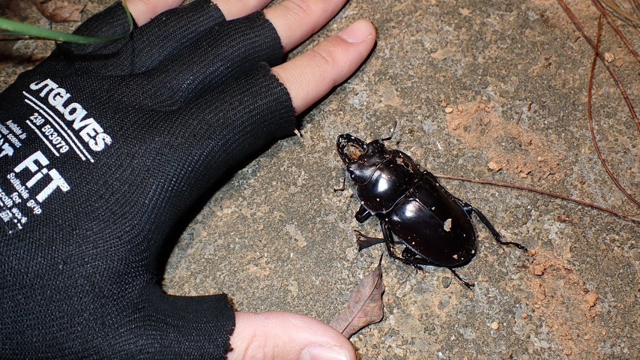 今は採集不可能な幻のクワガタに出会うことが出来ました...