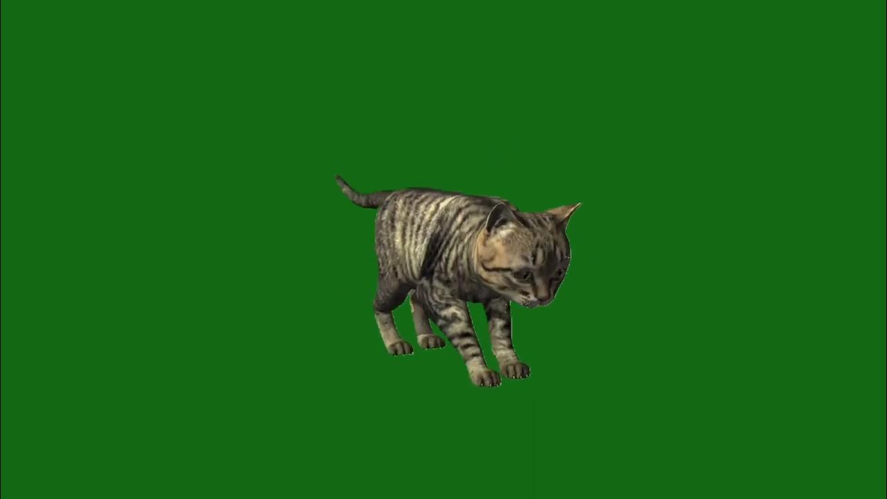 Кот хрустит хромакей. Кот хрустит хромакей