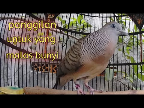 Panggilan Perkutut Gacor Full Kerot ‼️ #perkutut