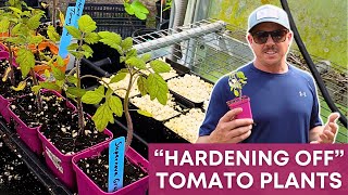 Don't Plant Your Tomatoes Before Doing This! by Lazy Dog Farm 13,853 views 1 month ago 14 minutes, 58 seconds