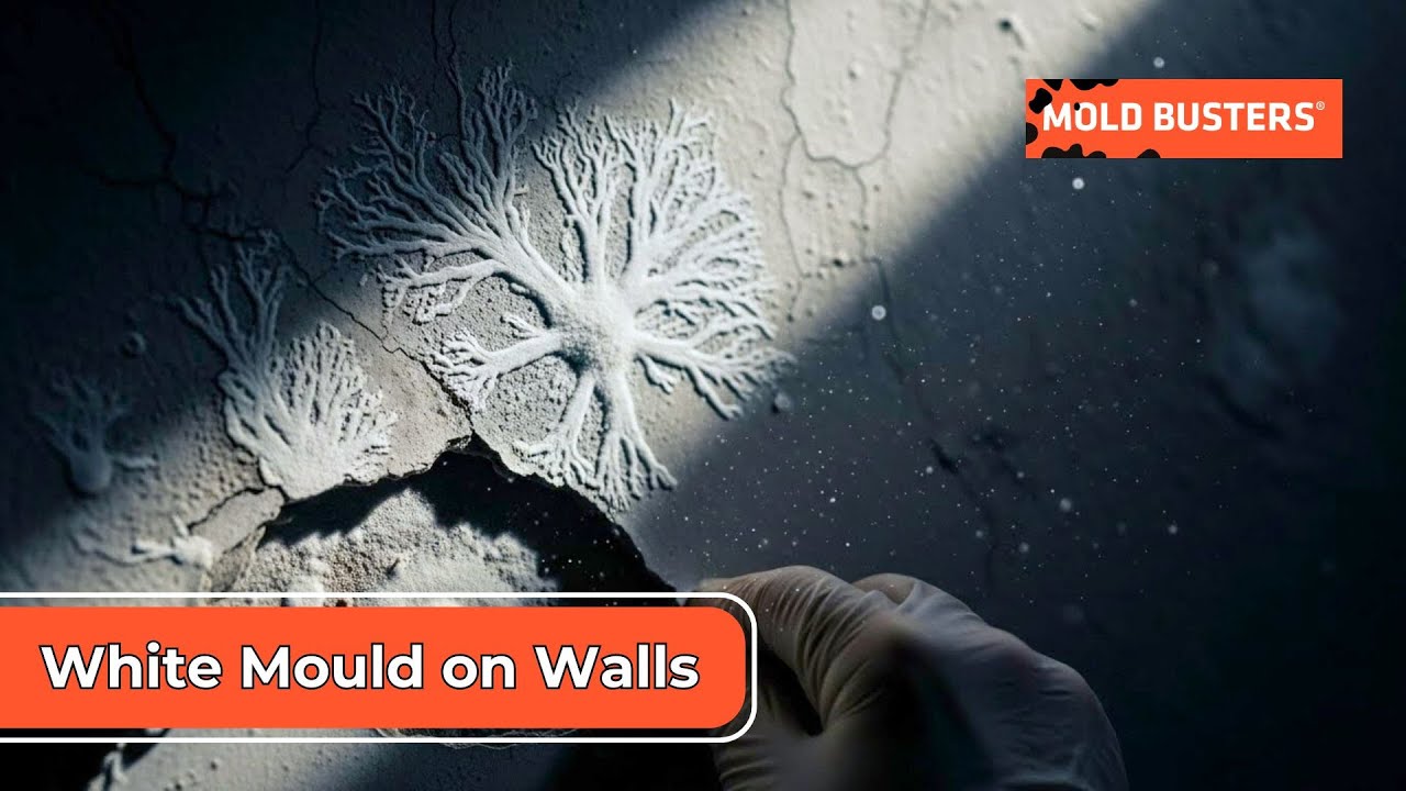 White Mould on Walls: The Hidden Danger in Your Home