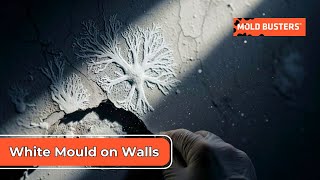 White Mould on Walls: The Hidden Danger in Your Home