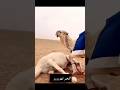تهور البعير على الناقة لين طرحها 