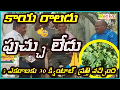 కాయ రాలదు, పుచ్చు లేదు, 3 ఎకరాలకు 30 క్వింటాల్ ప్రత్తి వచ్చింది, Best Cotton Seed's 👌| Veda Seeds