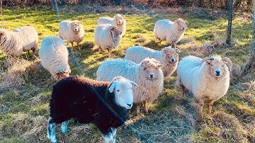 The Benefits of Sheep in the Orchard