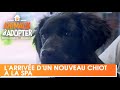 L arrive dun nouveau chiot  la spa  animaux  adopter