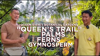 Palm, Fern and Gymnosperm Tour With Curator Wattana Tanmimg At Queen Sirikit Botanical Garden