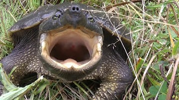 Turtle bites the camera! (Yooper Survivor Camp)