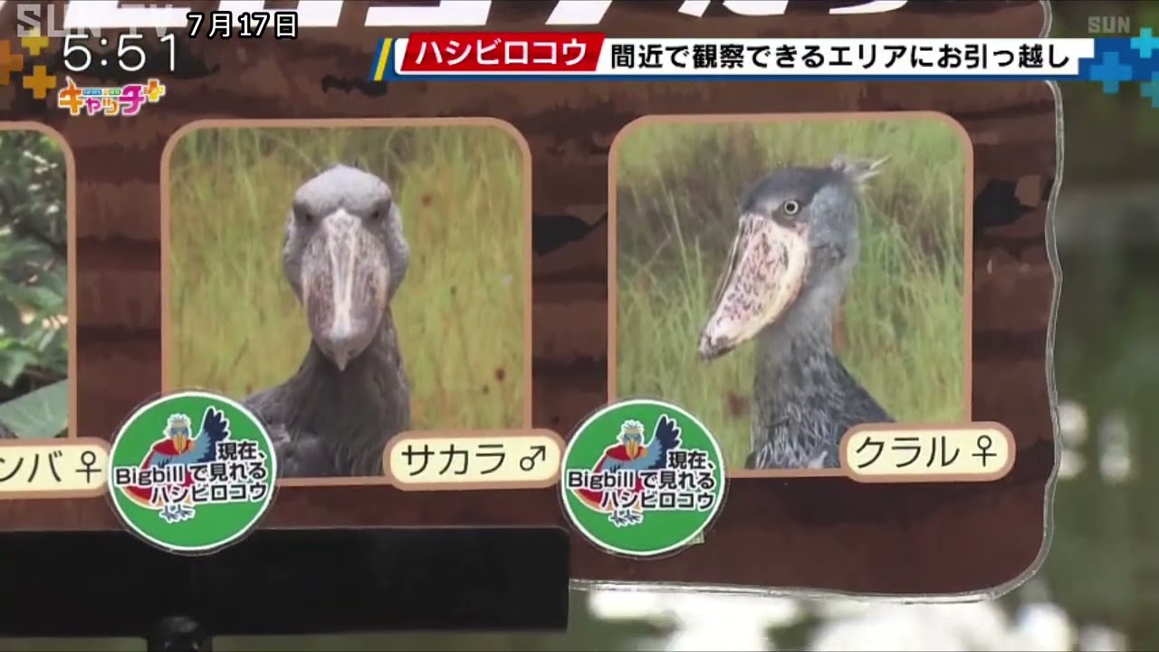 ハシビロコウが生息地を再現したエリアにお引っ越し 神戸どうぶつ王国 