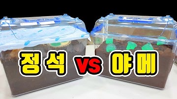 [파브르2세] 사슴벌레 야메 산란세팅 vs 정석 산란세팅 산란양 결과는?!