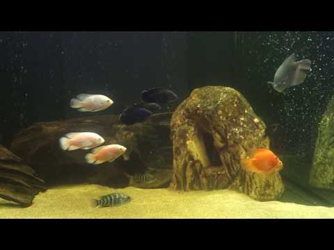 Wideo: Jak Zrobić Ryby Z Zakraplaczy