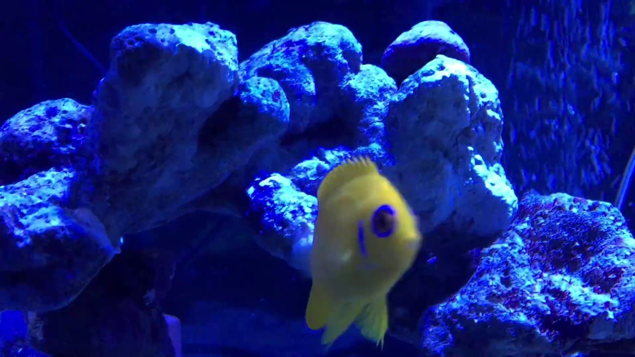 海水魚とサンゴ９０センチ水槽外部濾過フィルター飼育立ち上げ３ヶ月 Youtube