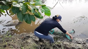 #sănbắtchâuđốc Vợ Chồng Miền Tây Đặt Lợp Ếch Đồng Bị anh tặc ếch cao Tay