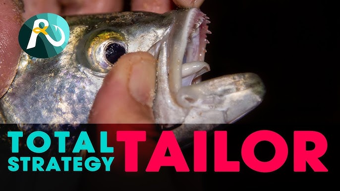 BEST 5 Tailor Lures For Beginners￼ 