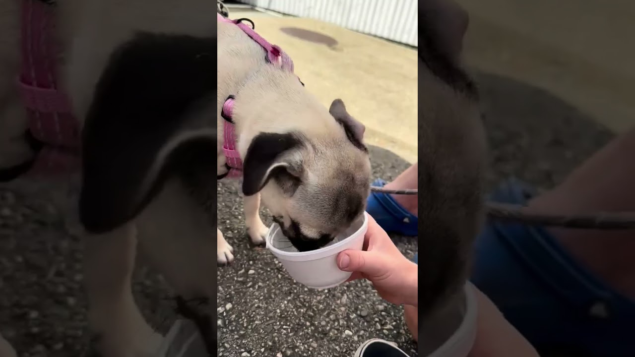 Every video I post in my channel 