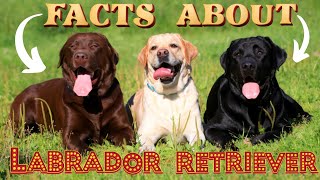 Labrador Retriever Dog //  Popular Breeds / Facts