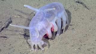 Facts: The Sea Pig