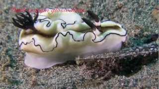 Sulawesi Slugs