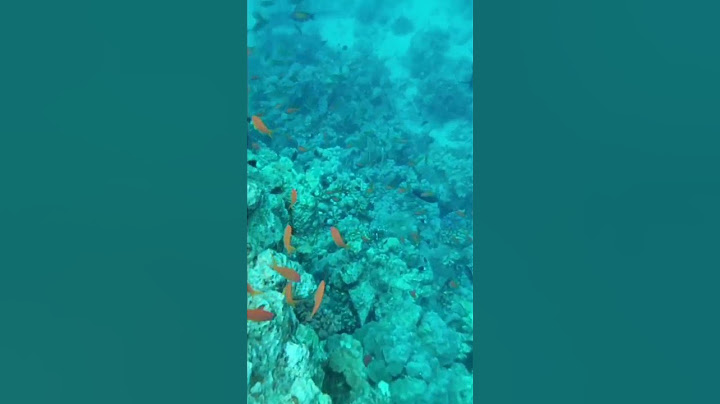 Schnorcheln in Sharm El Sheikh, Ägypten: Korallenriff und farbige Fische.