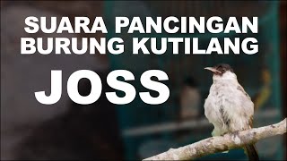 Suara Relaksasi Burung Kutilang Pikat, Ayam, Perkutut, Lovebird Di Pagi Hari