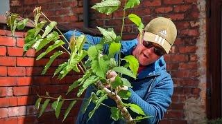 Styling a bird cherry bonsai