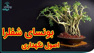 آشنایی با درختچه بنسای شفلرا و نحوه نگهداری شفلراها | آموزش بونسای