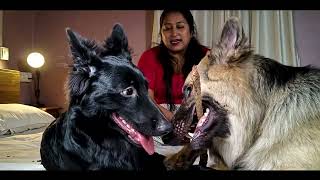 German Shepherd Barking Loudly | German Shepherd & CameraBaba