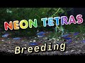 How to Breed Neon Tetras: Complete Detailed Process