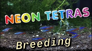 How to Breed Neon Tetras: Complete Detailed Process