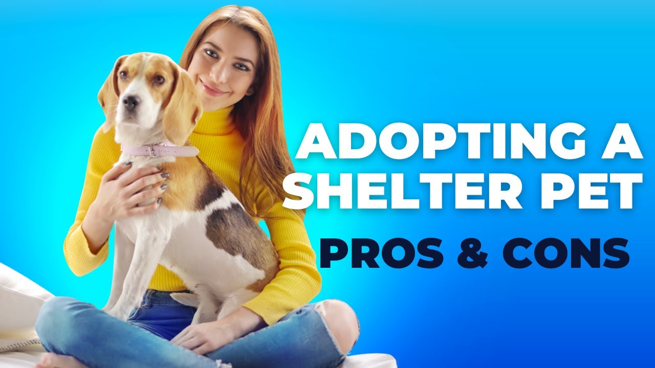 Pros And Cons of Adopting A Shelter Pet