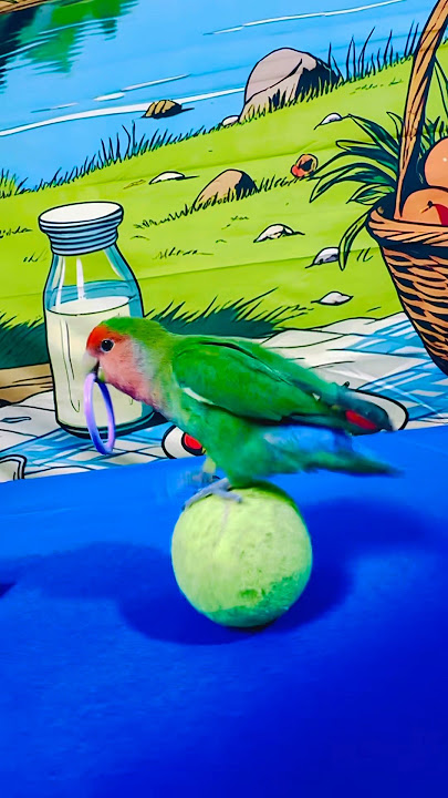 Bird Training:smart lovebird parrot l smart little cute parrot  #training#smartparrot#cute