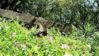female Great Mormon Butterfly (Papilio memnon Linnaeu) part-2