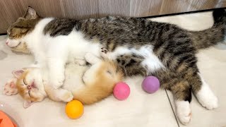 Sweet moments of Teddy kittens and Father Cat | A happy cat family. by KITTENS CUTE 5,957 views 8 months ago 1 minute, 40 seconds