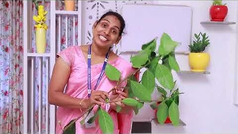 Std 4 EVS Unit 2 Class 07 White Board ASD