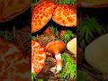 Маслёнок примечательный (Suillus spectabilis) short #shorts