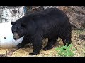 450 pound monster boone crockett black bear shot at 12 yards