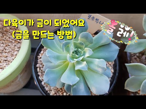 succulent plant. ,키우던 다육이가 어느날 갑자기 금으로 변신? 포로투나, 십자성, 홍옥의 변신 (다육이금으로 만드는 방법이 있다구? )