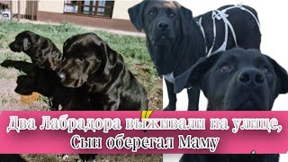 Выкинули двух Лабрадоров, мать и сына😱